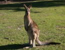 Zwierzęta Australii